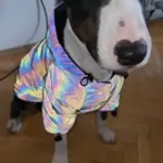 Rainbow Reflective Dog Jacket photo review